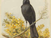 El pájaro de pico naranja